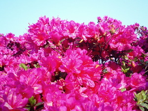 ���ϸ�Ω�ĤĤ��������� �ܰ��ղ֤�餫�����ԥ󥯿��������ΤĤĤ�