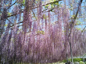 あしかがフラワーパーク満開で見頃の紫色の雨ような大藤の花
