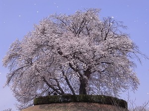 つがの里桜を離れて見る