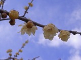 臘梅のアップ1