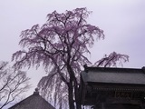 法華寺の桜2