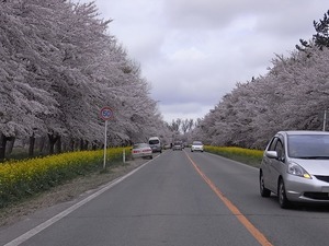 八郎潟11kmの菜の花と桜並木 コーナー手前
