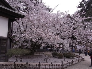 弘前城与力番所となりの日本最古のソメイヨシノ