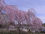 歴史民俗資料館の桜3