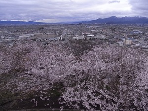 天童公園(舞鶴山)展望台からの眺めと満開の桜1