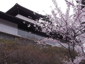 本荘公園満開の桜と修身館