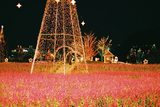 足利フラワーパーク光の花の庭09