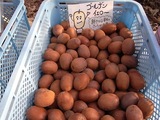 ゴールデンイエロー