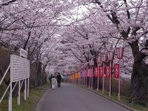 本荘公園満開の桜並木4