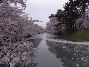 弘前城追手門側から見た桜の花びらで埋め尽くされたお堀の遠景