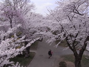 北上展勝地 満開の桜のトンネル2