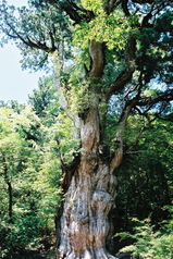 世界自然遺産屋久島の象徴縄文杉007