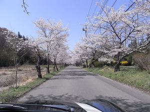 太平山遊覧道路 桜のトンネル3