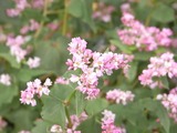 やや白っぽいそばの花1