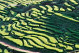 千枚田2