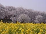 満開の桜並木と菜の花畑2