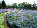館林フラワーガーデン芝桜11
