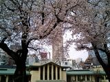 桜咲く自由学園1