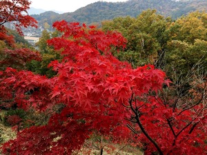 ももみじ谷の紅葉アップ1