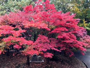 上から見下ろしたもみじ谷の紅葉1