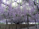 玉敷公園藤の花04