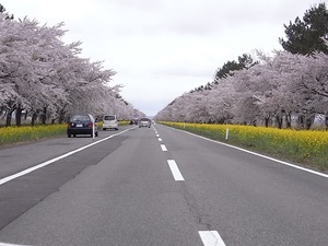 八郎潟11kmの菜の花と桜並木 コーナー過ぎ