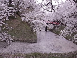 弘前城下乗橋とお堀を埋め尽くす桜の花びら