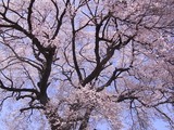 王仁塚の桜アップ1