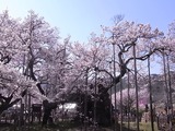 山高神代桜2
