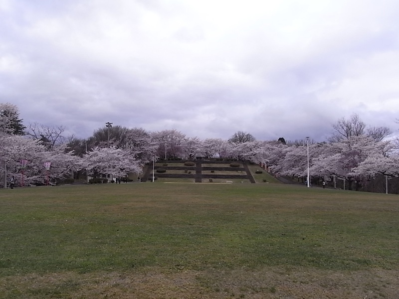 天童公園（舞鶴山） 王将の駒に彩りを添える満開の桜