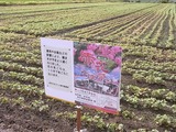 赤花そば祭りポスターとそば畑
