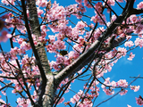 河津桜13