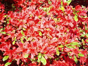 ���ϸ�Ω�ĤĤ��������� �ܰ��ղ֤�餫�����Ȥ����������ΤĤĤ�