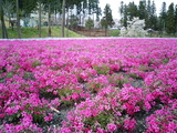 羊山公園の芝桜5