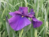 濃い青紫色の花菖蒲2
