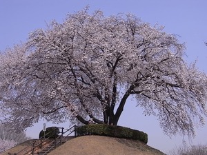 つがの里桜少し近づいて