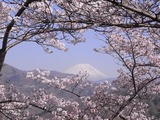 大法師公園から富士山を望む1