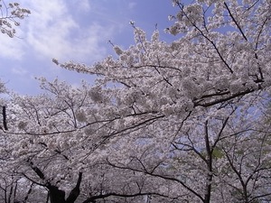北上展勝地 目一杯花を咲かせた桜並木5