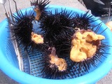 生ウニ