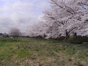 北上展勝地 一列に並んだ満開の桜並木2
