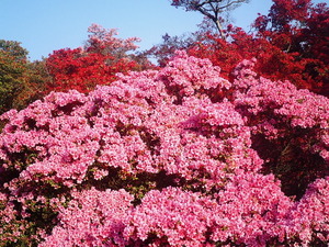 ���ϸ�Ω�ĤĤ��������� ���Τ褦�˲֤�餫������ޤ���Υԥ󥯿��򤷤������ΤĤĤ�