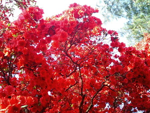 ���ϸ�Ω�ĤĤ��������� �ܰ��ղ֤�餫�������Ȥο��򤷤������ΤĤĤ�