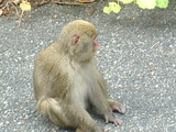 世界遺産屋久島西部林道のヤクザル2