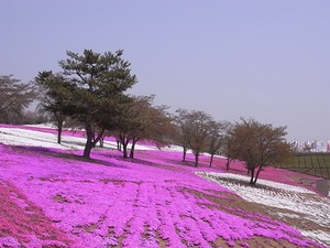 太田市北部運動公園 おおた芝桜まつり 桜の木と芝桜3