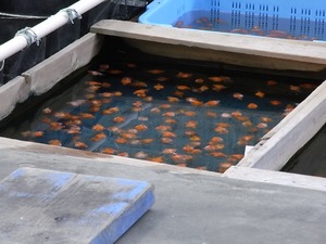 都会の金魚屋さん金魚坂24