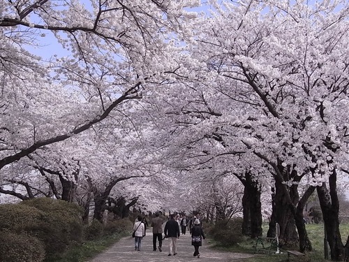 北上展勝地の満開の桜並木メイン