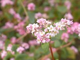 やや白っぽいそばの花3