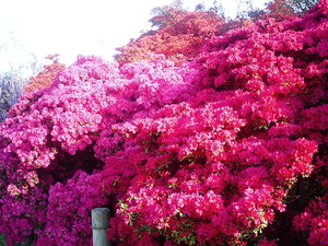 ���ϸ�Ω�ĤĤ��������� �ܰ��ղ֤�餫�������䤫�ʥ���å��󥰥ԥ󥯿��򤷤������ΤĤĤ�