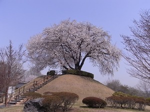 つがの里桜遠景