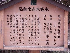 弘前城日本一太いソメイヨシノの案内看板